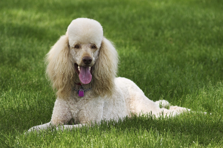 Poodle Portrait