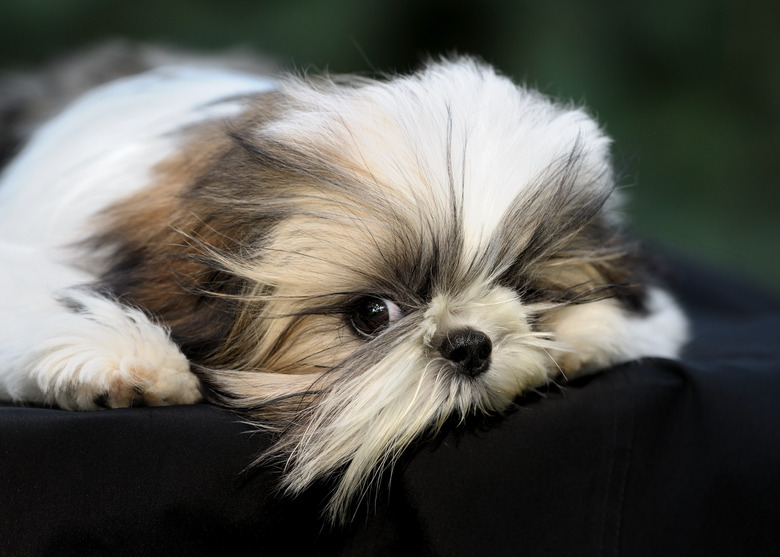 Shih Tzu puppy