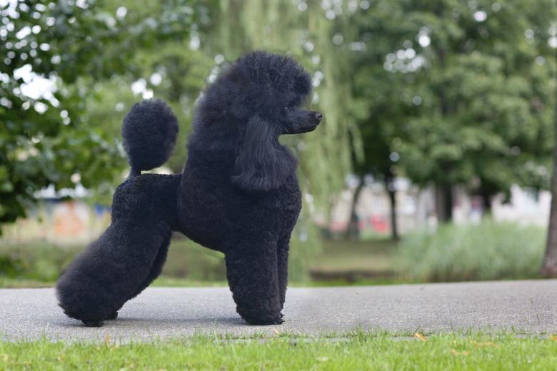 medium size poodle