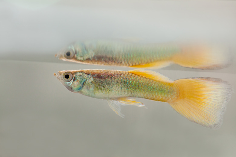 Aquarium fish guppy