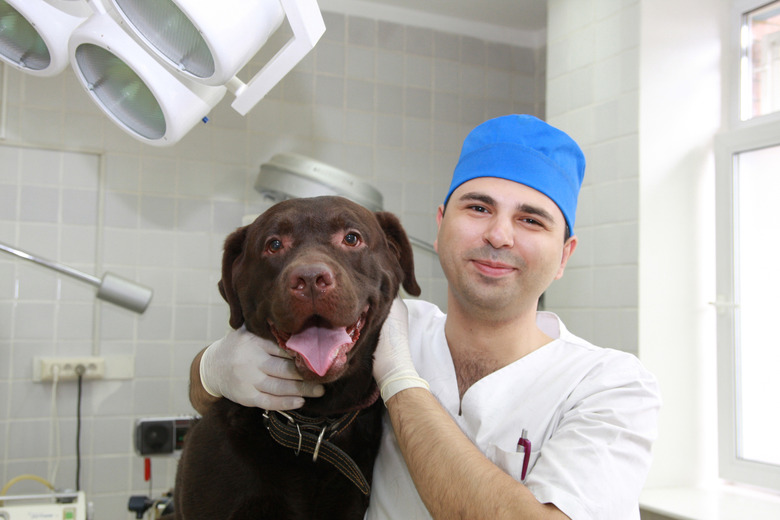 Vet and dog.