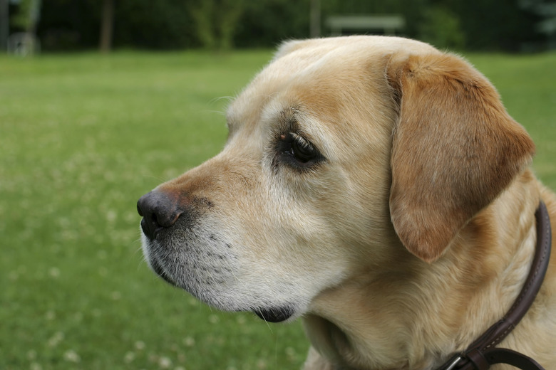 Close up of a brown dog