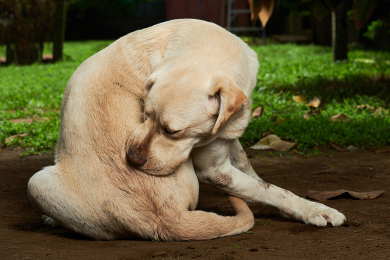 Dog hairball blockage treatment best sale