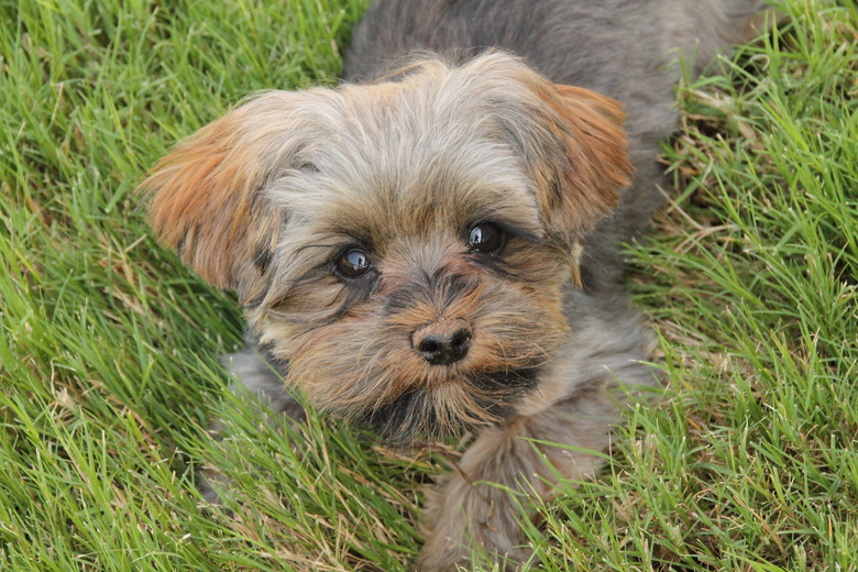 Morkie puppy