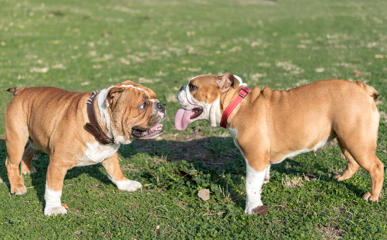 Playful couple of English bulldogs