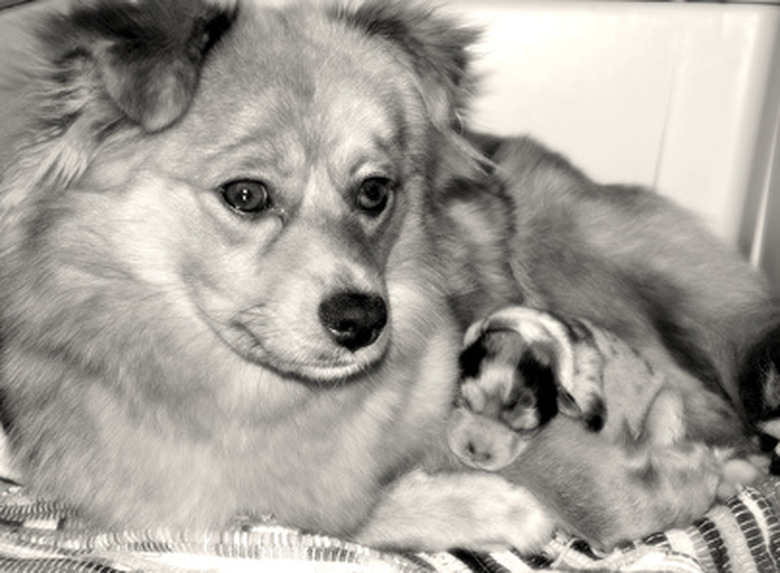 mother dog with puppy