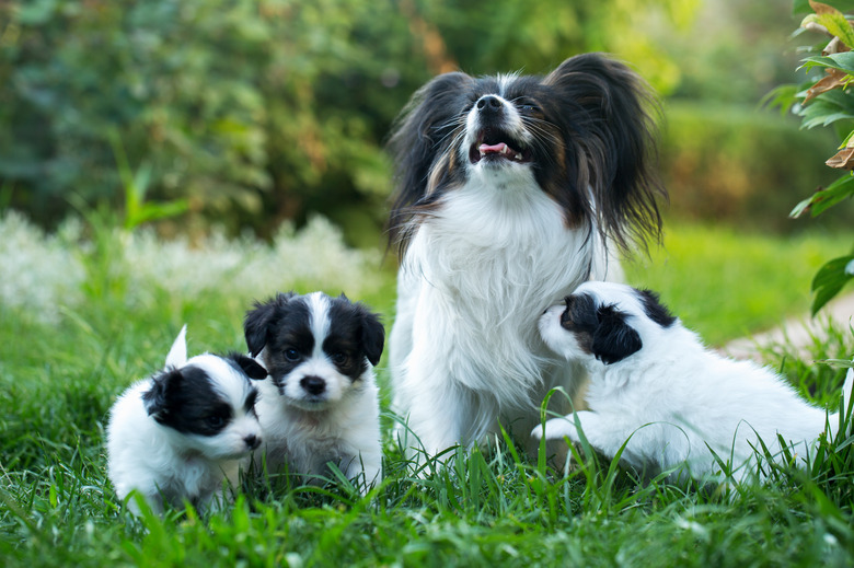 Cubs with mom