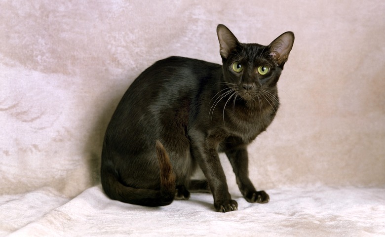 Havana brown domestic cat on a white background.