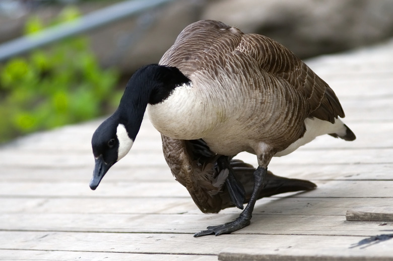 Canadian Goose with Broken Wing