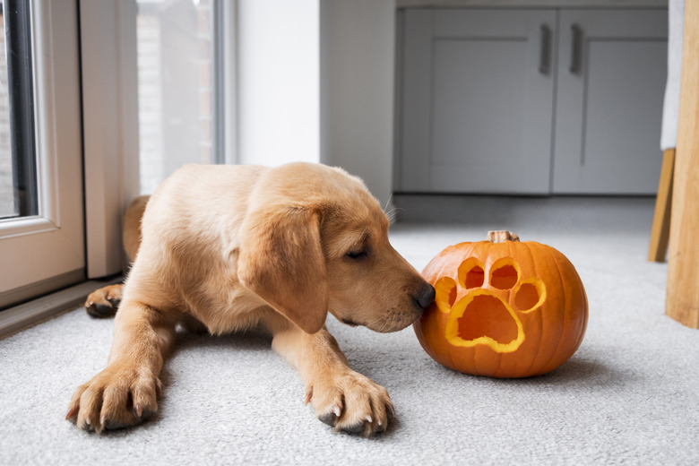 Pumpkin pup best sale