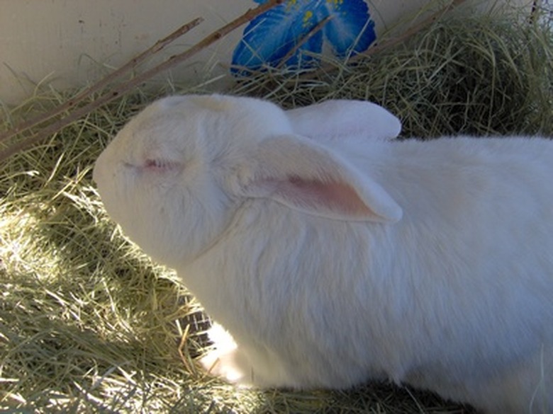 How To Heat A Rabbit Hutch Cuteness