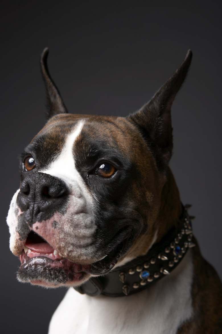 Boxer dog with ears pricked, close-up