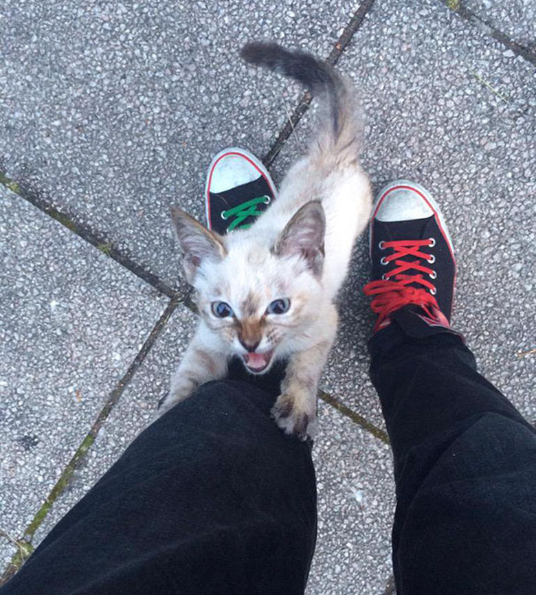 Kitten climbing up a leg, and it looks kind of mean