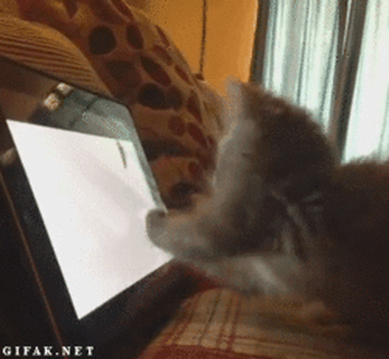 cat plays with smart tablet