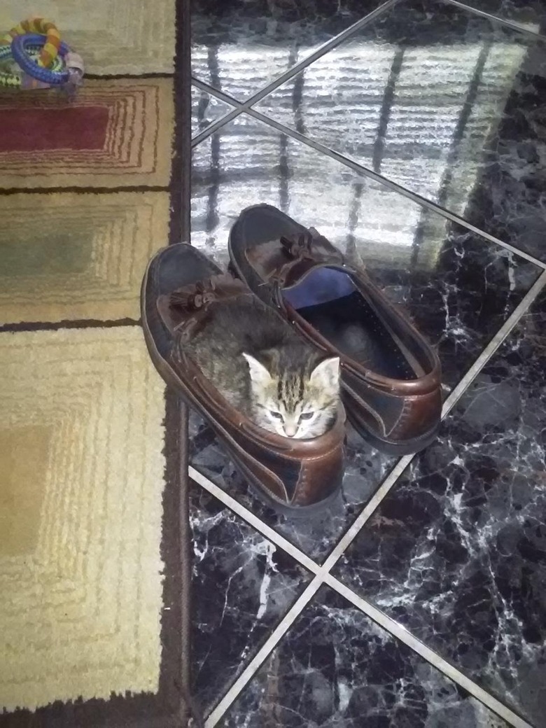 Kitten in loafers