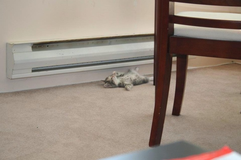 Kitten sleeping on heat vent