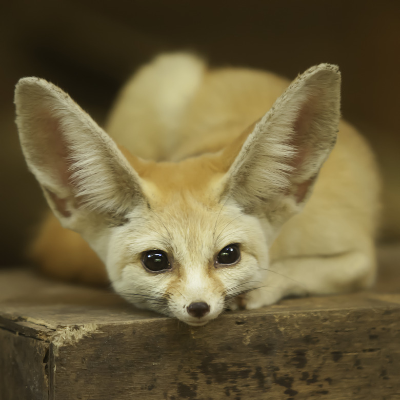 Fennec Fox