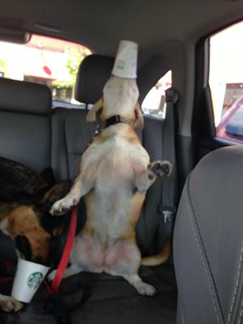 Dog with his whole nose in a paper cup.