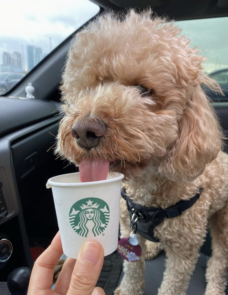 Cockapoo enjoying a puppucino.