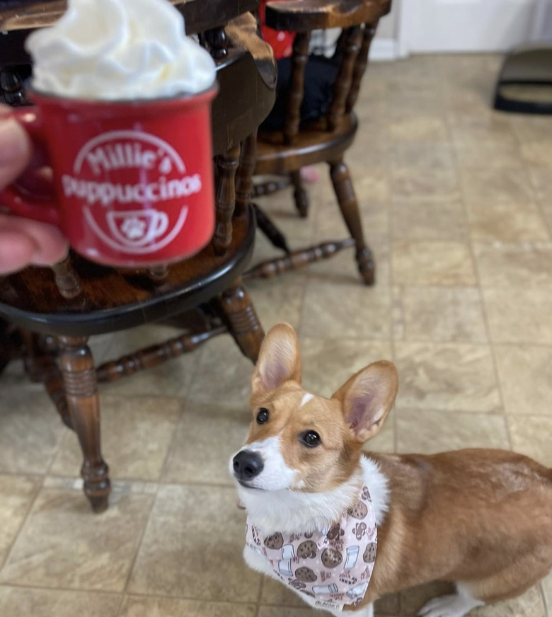 Corgi with a bandana looks excited as she is about to enjoy a puppucino in a personal mug.