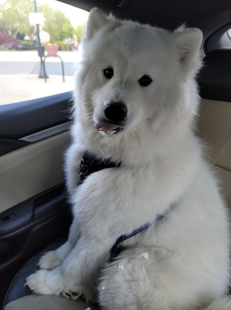 Fluffy white dog sitting in a car with whipped cream on their lips and fur from a puppucino.