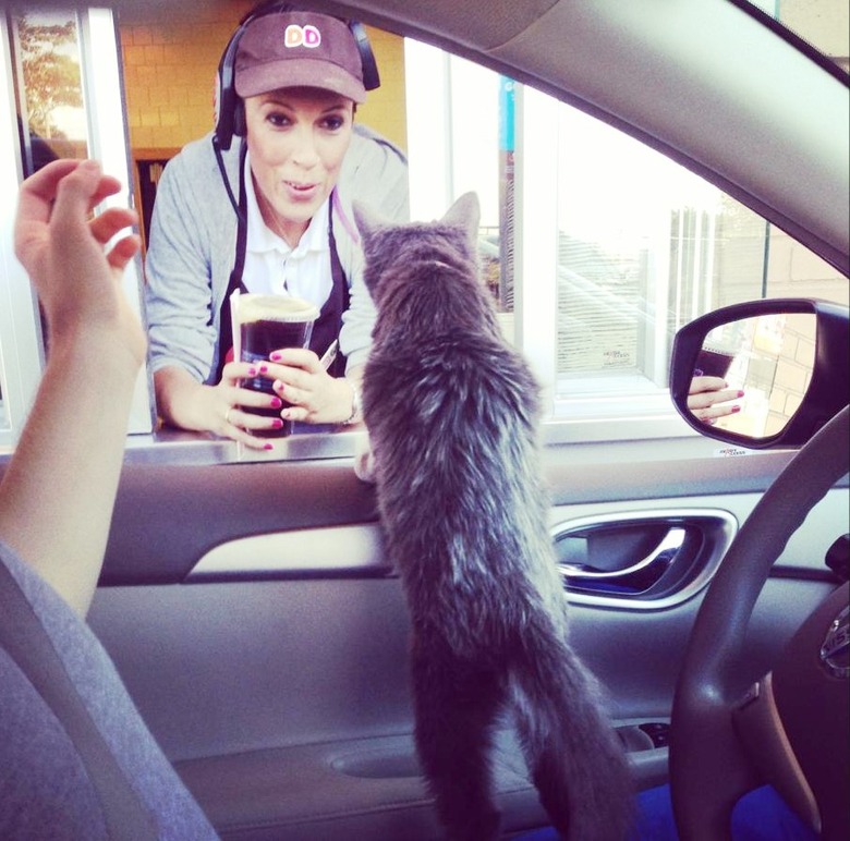 Cat at a coffee drive thru.