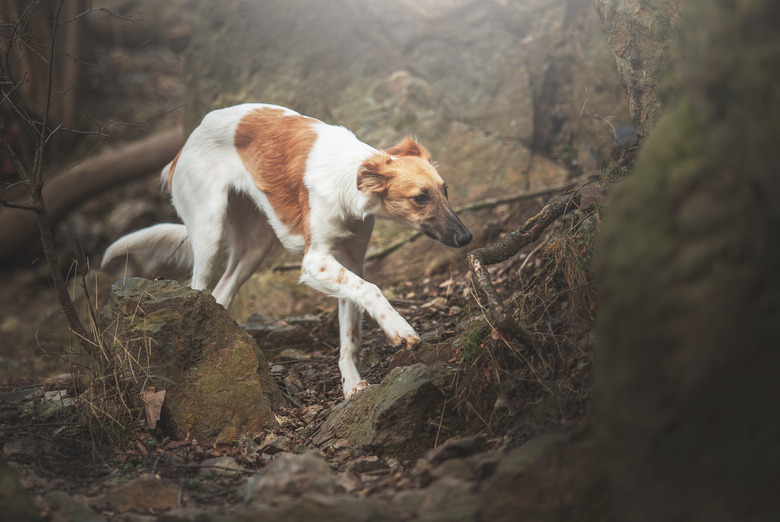 beautiful young funny puppy breed shorthaired whippet jumping and running sunrise meadow background mountain