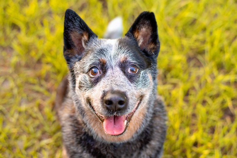 Senior Australian Cattle Dog or Blue Queensland Heeler