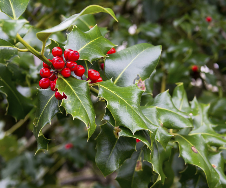 Holly berries