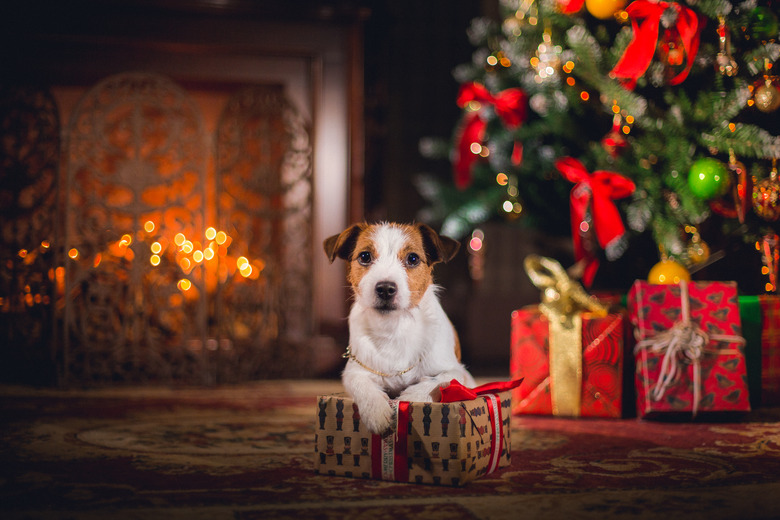 Puppy with a present