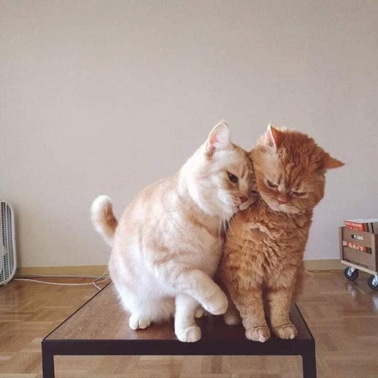 One cat leans into second cat.