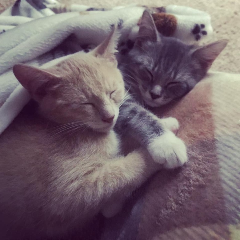 Two kittens snuggle under blanket.