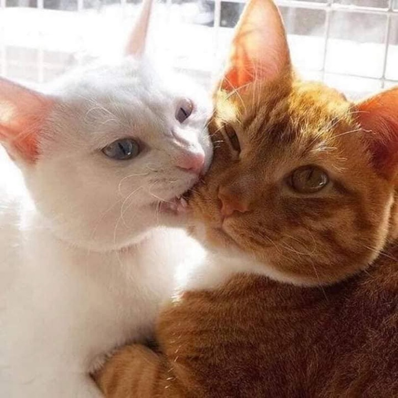 A cat nibbles on second cat's face.