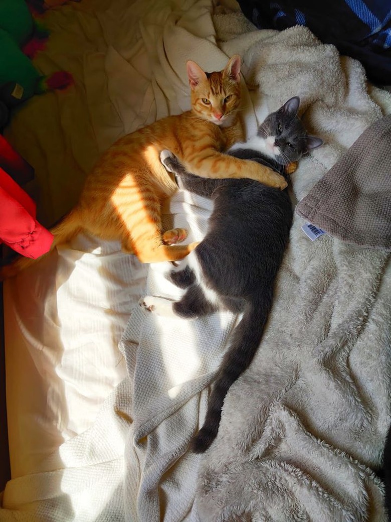 orange cat and gray cat hold each other.