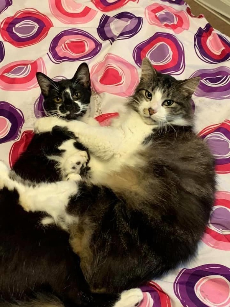 Two cats lay on bed together.