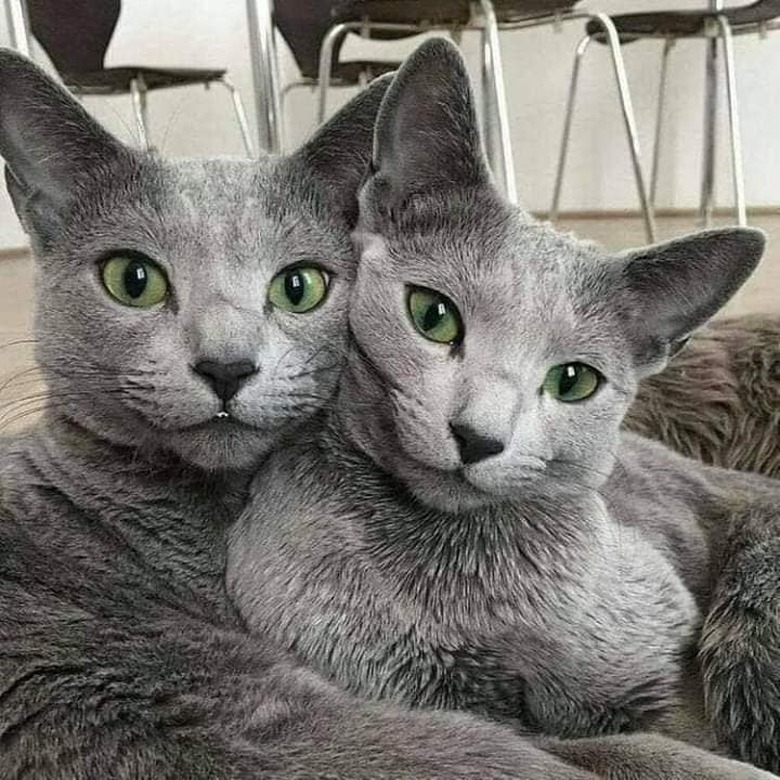 Two gray cats with striking green eyes.