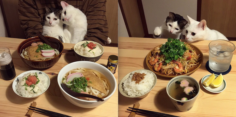 Two cats stare at human food on a dining table.