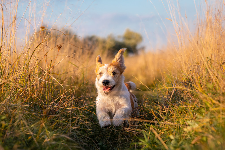 Home Remedy To Keep Flies Off Dogs Cuteness