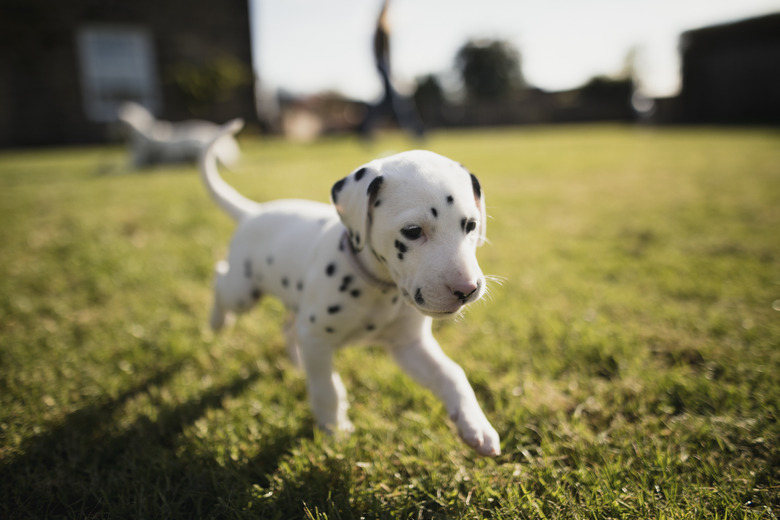 Puppy Running In The Garden