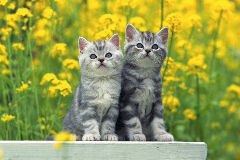 Two American Shorthair Cats Standing on a White Stool, Surrounded By Yellow Flowers, Front View, Differential Focus - stock photoAmerican Shorthair; is the most popular and most prevalent breed of American cat.