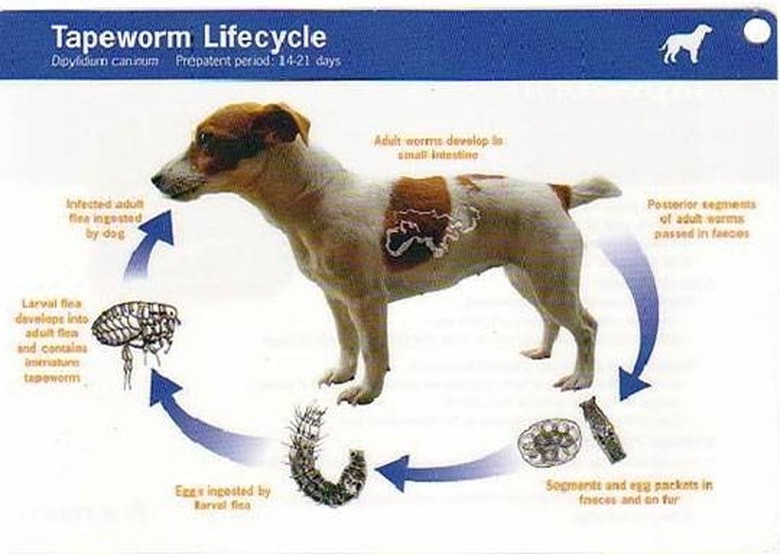 Puppy tapeworm treatment hotsell