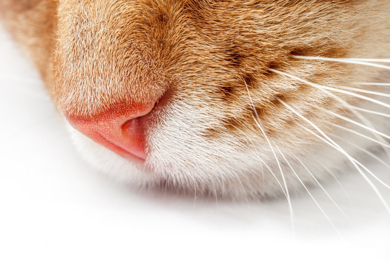 Taking Care Of A Kitten With A Stuffy Nose Cuteness