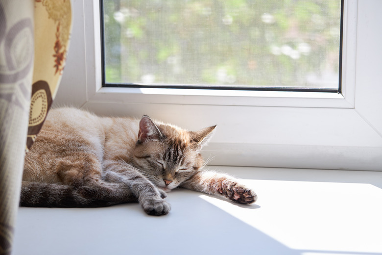 cute domestic cat resting on a window sill. sunny day