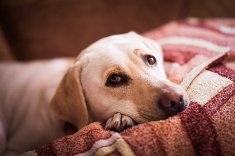 Lovely lablador lying on the bed. Cute kind dog resting on the couch