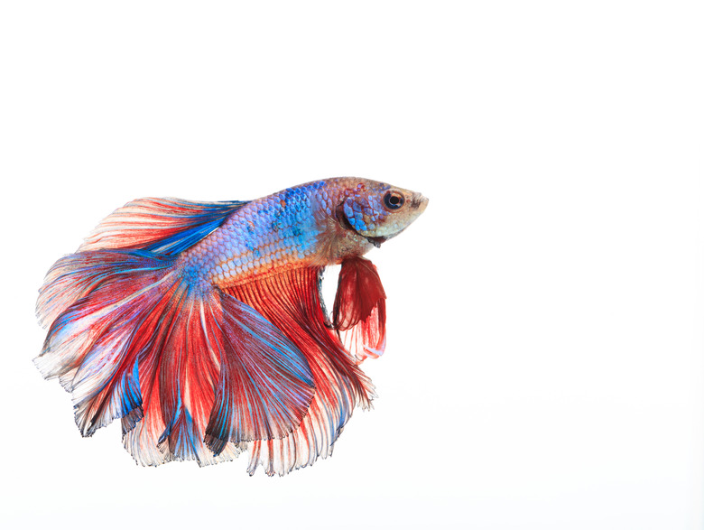 Siamese fighting fish