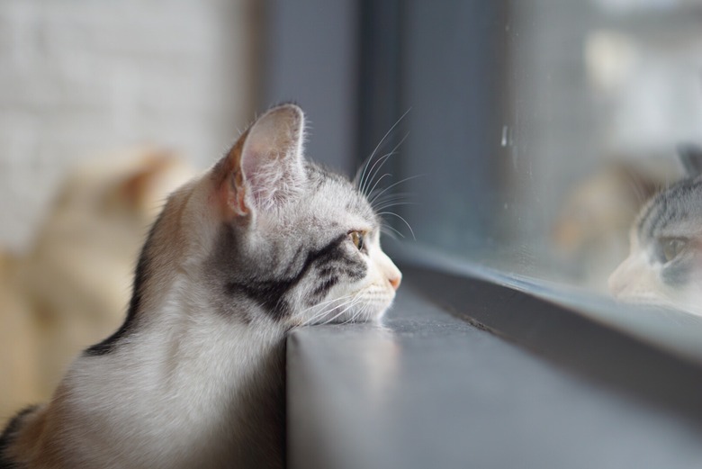 How to keep cats from scratching screen doors hotsell