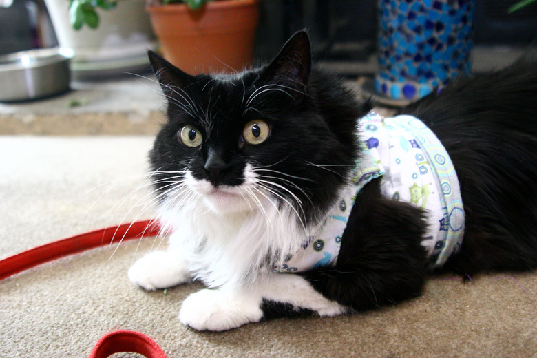 cat wearing homemade harness vest