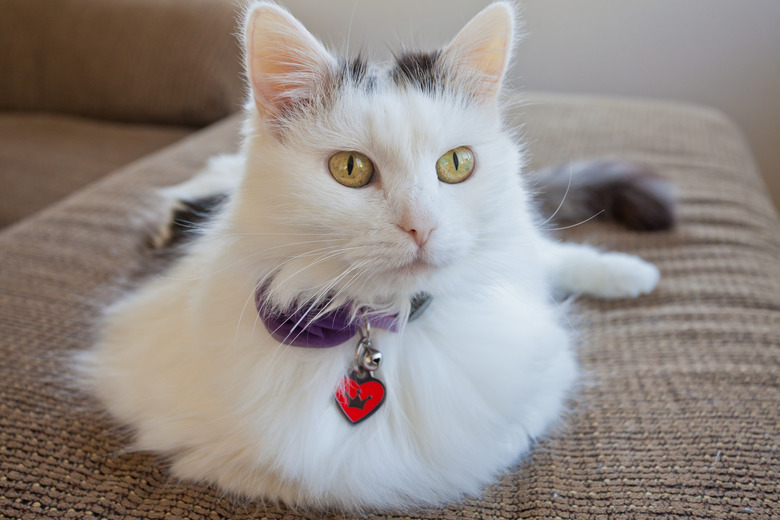 A white and black cat laying on a couch.