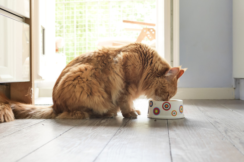 Profile of Cat Eating From Bowl