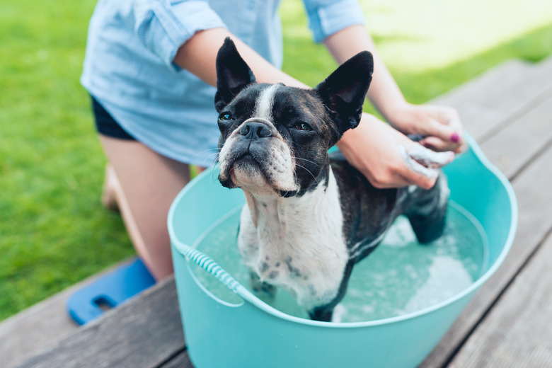 homemade-dog-conditioner-cuteness